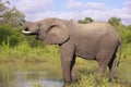 Large elephant bull Royalty Free Stock Photo