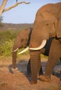 Large elephant bull with calf Royalty Free Stock Photo