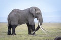 Large elephant bull with huge tusks standing in open plains of Amboseli National Park in Kenya