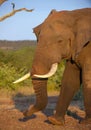 Large elephant bull in savannah Royalty Free Stock Photo