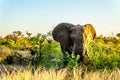 Large Elephant Bull at sunset in Kruger National Park Royalty Free Stock Photo