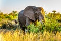 Large Elephant Bull at sunset in Kruger National Park Royalty Free Stock Photo