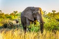 Large Elephant Bull at sunset in Kruger National Park Royalty Free Stock Photo