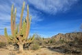 Large Elephant Cardon cactus or cactus Pachycereus pringlei at a desert landscape, Baja California Sur, Mexico Royalty Free Stock Photo