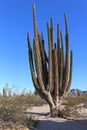 Large elephant Cardon cactus at a desert with blue sky, Baja California, Mexico.