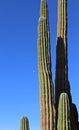 Large elephant Cardon cactus at a desert with blue sky, Baja California, Mexico.