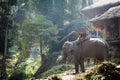 Large elephant eating grass near the cottage Royalty Free Stock Photo