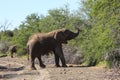 Large elephant eating leaves from the tree Royalty Free Stock Photo