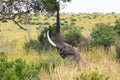 Large elephant eats leaves from a tree. Masai Mara, Kenya