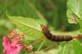 Deilephila elpenor caterpillar.