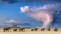 Large elephant herd walking through the dried up land under a stormy sky towards the horizon Royalty Free Stock Photo