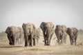 Elephant herd walking towards camera in Savuti in Botswana Royalty Free Stock Photo