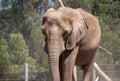 A Large Elephant on the Move Royalty Free Stock Photo