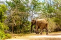 Large Elephant at Olifantdrinkgat, a watering hole near Skukuza Rest Camp, in Kruger National Park Royalty Free Stock Photo