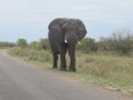 A large Elephant saunters toward our car