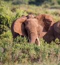 Large elephant shakes its head in warning to stay back Royalty Free Stock Photo