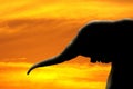Elephant silhouette against sunrise sky