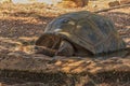 Large elephant tortoise Chelonoidis elephantopus lies on the stones, stretching its neck far. It is also known as Galapagos Royalty Free Stock Photo