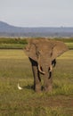 Elephant alone with a small white bird Royalty Free Stock Photo