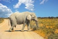 Large Elephant walking across a dry dusty road in Etosha with blue vibrant sky