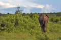 Large elephant walking away Royalty Free Stock Photo