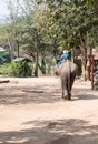 Large elephant with the young mahout.