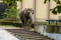 A large elephant in a zoo in a pen chews plant branches and holds grass in its trunk