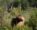 Large Elk with 5 Point Antlers Royalty Free Stock Photo