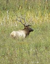 Large male elk in tall grass Royalty Free Stock Photo