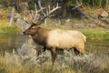 A large elk with big antlers giving me the side eye next to the river in Yellowstone National Park. Royalty Free Stock Photo