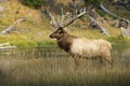 A large elk with huge antlers in Yellowstone National Park, Wyoming. Royalty Free Stock Photo