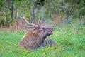 A large elk lies in green grass bugling. Royalty Free Stock Photo