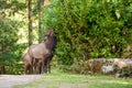 A large Elk reaches to eat the upper leaves of a large shrub