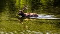 Large elk stag wading in a lake Royalty Free Stock Photo