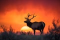 a large elk standing on top of a grass covered field Royalty Free Stock Photo