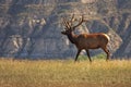 Large Elk in the Wild Royalty Free Stock Photo