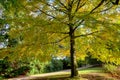 Large elm tree Royalty Free Stock Photo
