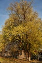 Large elm tree with autumn leaves Royalty Free Stock Photo