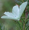 Large Emerald, Geometra papilionaria