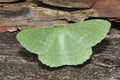 Large Emerald Moth