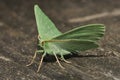 Large Emerald Moth