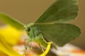 Large emerald Moth in big detail, Geometra Papilionaria Royalty Free Stock Photo