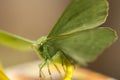 Large emerald Moth in big detail, Geometra Papilionaria Royalty Free Stock Photo