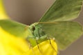 Large emerald Moth in big detail, Geometra Papilionaria Royalty Free Stock Photo