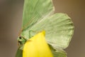 Large emerald Moth in big detail, Geometra Papilionaria Royalty Free Stock Photo