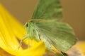 Large emerald Moth in big detail, Geometra Papilionaria Royalty Free Stock Photo