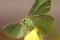 Large emerald Moth in big detail, Geometra Papilionaria Royalty Free Stock Photo