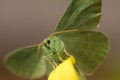Large emerald Moth in big detail, Geometra Papilionaria Royalty Free Stock Photo