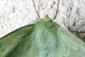 Large Emerald Moth Close Up