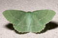 Large Emerald Moth Close Up